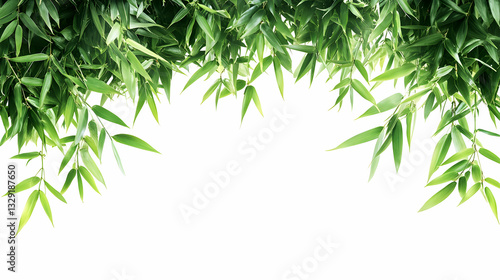 Lush bamboo foliage forming a natural arch on a transparent background great for design