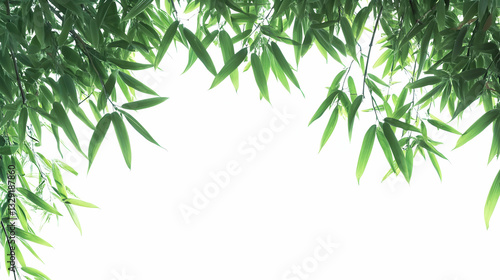 Captivating Bamboo Foliage Frame against a Bright Field in a Serene Arrangement