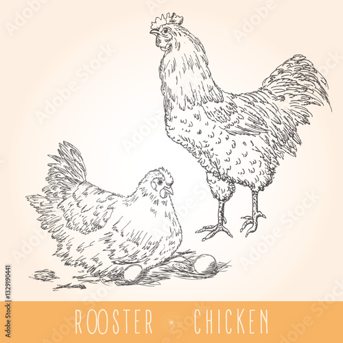 Set isolated on yellow background with bird - rooster and chicken vector illustration for wallpaper and food background