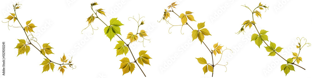 Obraz premium Trailing Wild Grape Vine with Tendrils, Cut Out Set