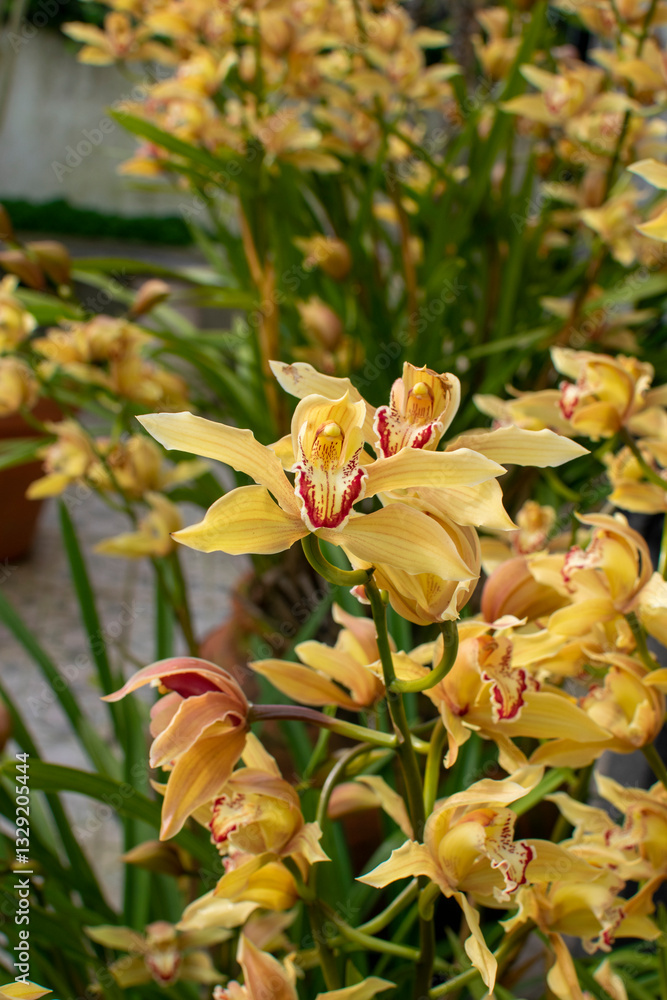 Fototapeta premium Spring. Garden. Beautiful golden orchids