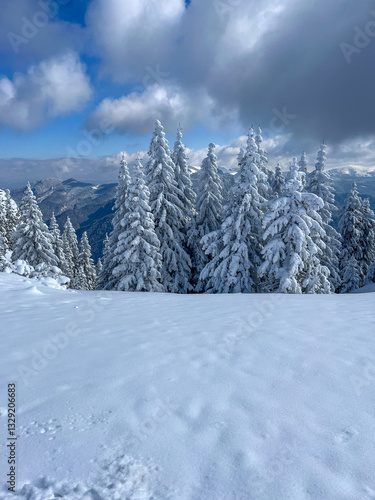 Wallpaper Mural snow covered trees, Postavaru Mountains, Romania  Torontodigital.ca
