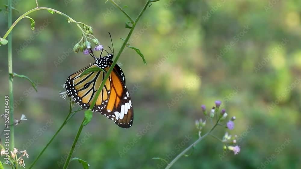 Butterfly is many species of insects from various families, found worldwide Butterfly is many species of insects from various families, found worldwide