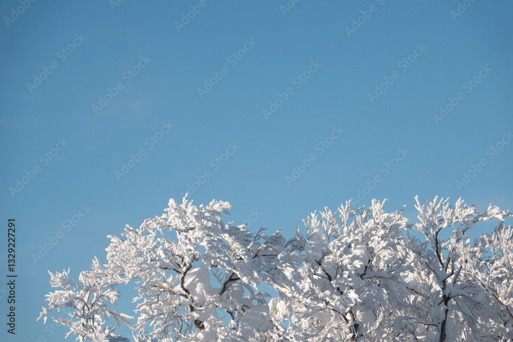 snow mountain, winter landscape, snowy mountain, forest, Snow monster, cable car, ropeway, snow , japan, snow mountain, winter landscape, snowy mountain, forest, Snow monster, cable car, ropeway, snow , japan,