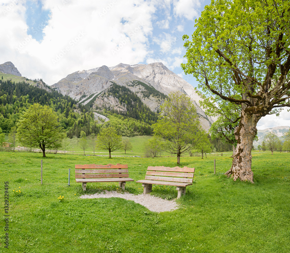 two benches beside old gnarled maple tree, spring valley Ahornboden tyrol