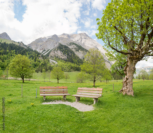 Obraz na płótnie two benches beside old gnarled maple tree, spring valley Ahornboden tyrol w salonie