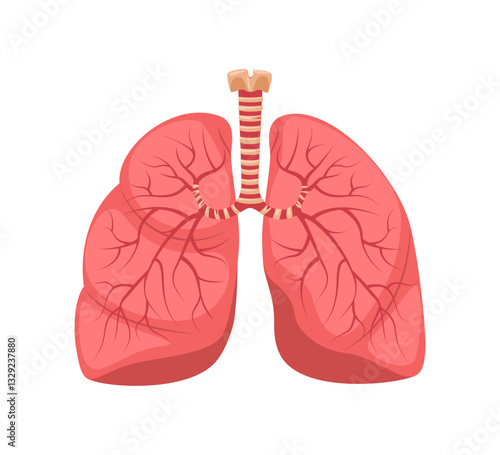 Lungs human internal organ. Illustration of human lungs. Vector illustration.