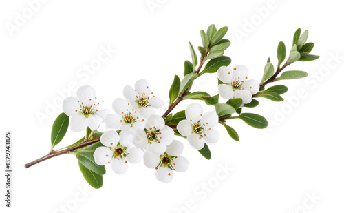 Manuka flowers on branch with green leaves isolated on black background, cut out