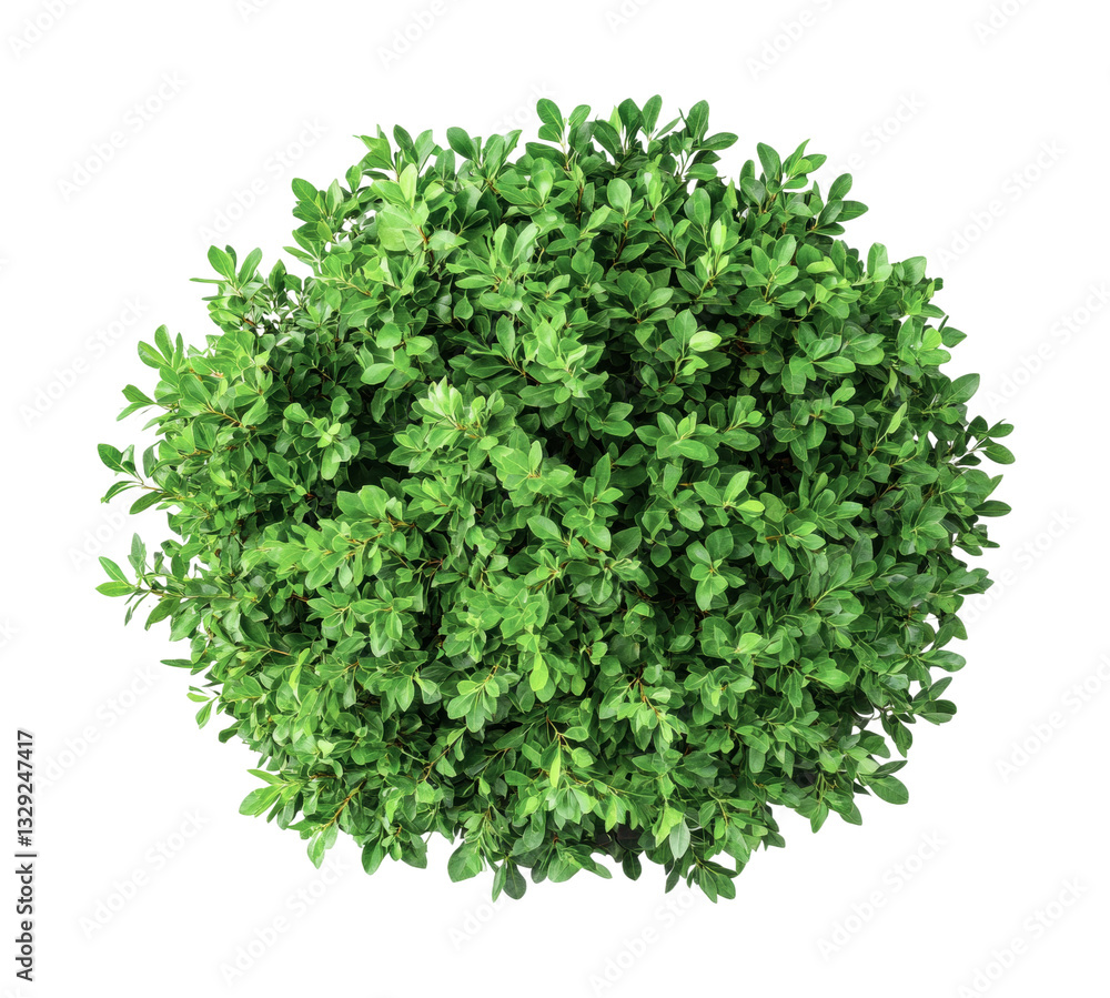 Naklejka premium Lush green shrub with dense foliage isolated on black background, cut out