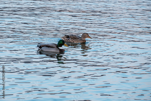 Two ducks swimming on the river Rhine near Bonn, Germany