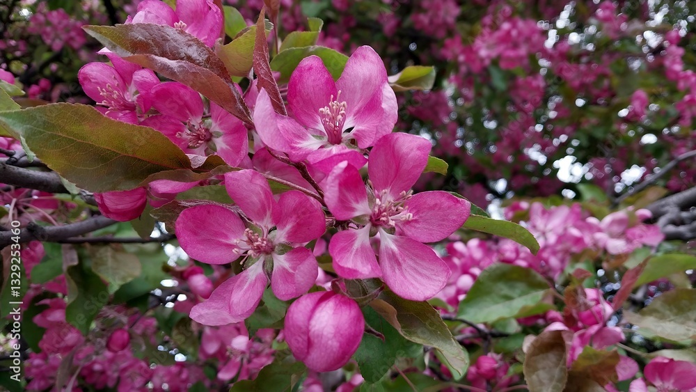 Naklejka premium Beautiful close-up of vivid pink flowers blooming against a lush green background