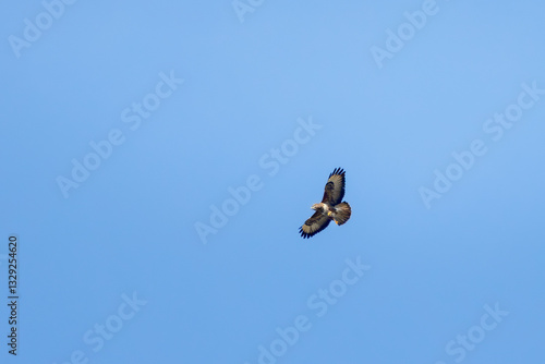 Obraz na płótnie a buzzard circling in the sky w salonie