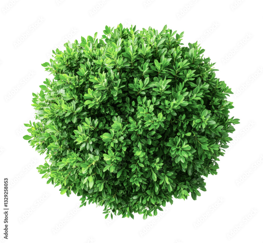 Naklejka premium Top view of lush green shrub with dense foliage on black background, cut out