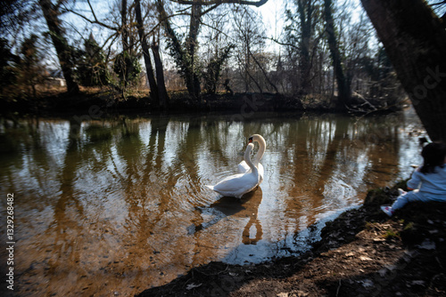 Two swans admire the bay