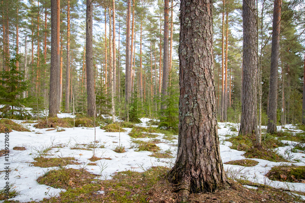Fototapeta premium Early spring landscape in forest with melting snow