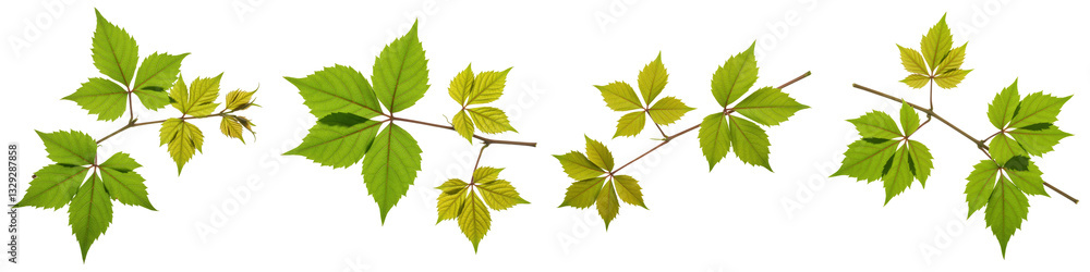 Wild Grape Vine Sprig, Cut Out Set Wild Grape Vine Sprig, Cut Out Set