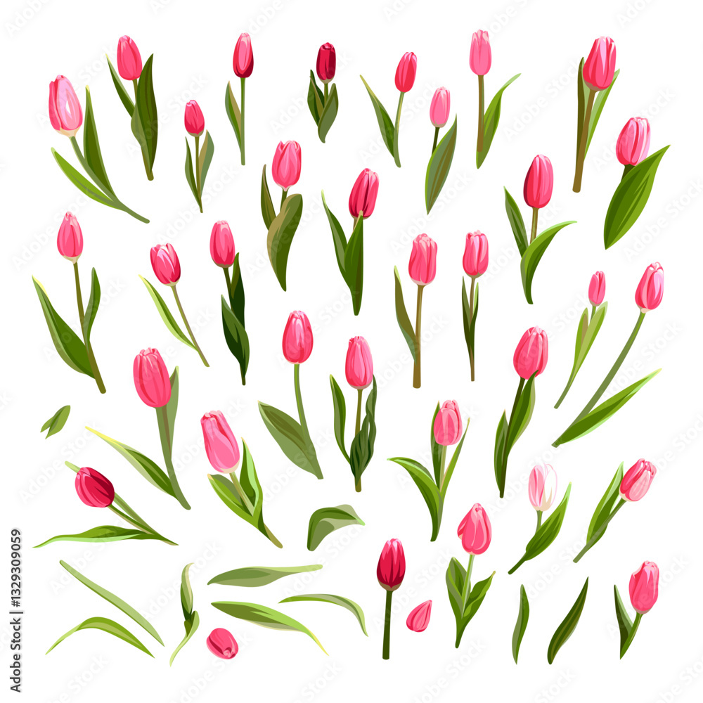 Obraz premium Colorful collection of hand drawn flowers. Pink Tulips isolated on a white background. Spring bouquet for holidays. 