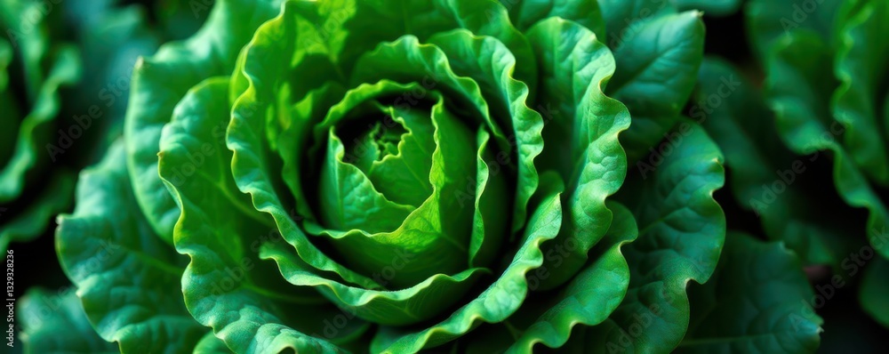 Fototapeta premium Dark green kale leaves, vibrant texture, isolated , antioxidant, farm