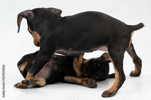 Two black pinscher puppies playing