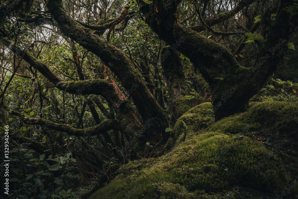 View of lush and mystical forest with dense foliage and ancient trees, Parque Rural de Anaga, Santa Cruz de Tenerife, Spain.