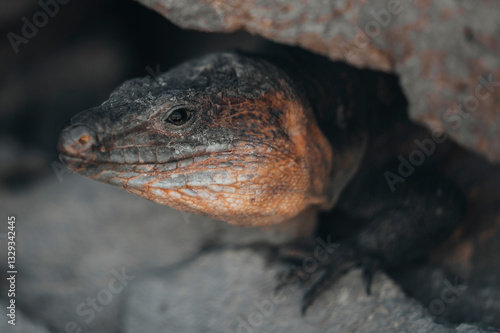 View of a lizard basking on a rough rock in sunlight, Salinas El Bufadero, Gran Canaria, Spain. photo