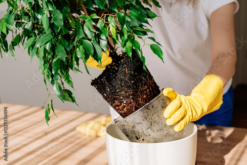 Papier peint Ficus Benjamina transplanted from a small pot to a larger one on the home table,