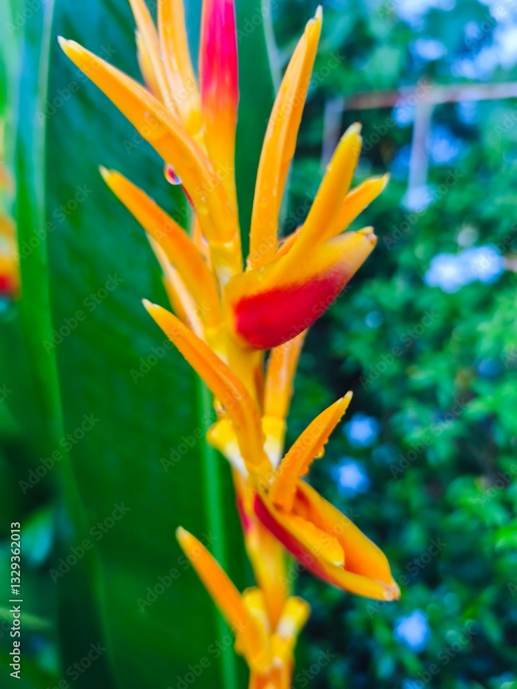 Obraz premium red and yellow flower