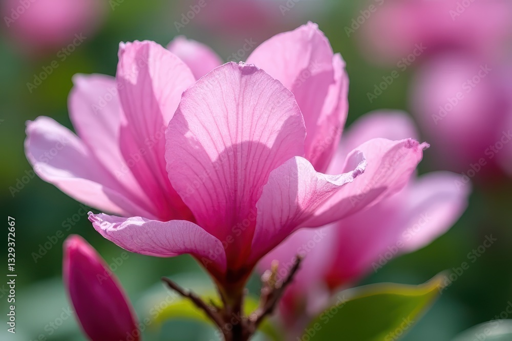 Fototapeta premium Vibrant Oleander Blooming Beauty Unfolds