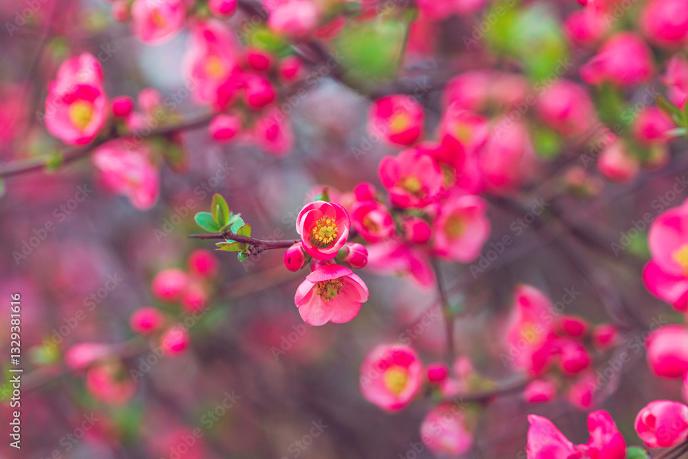 Spring red flowers on the branches flowering chaenomeles speciosa (chinese quince flowers ). Romantic, calm vintage toning
Spring red flowers on the branches flowering chaenomeles speciosa (chinese quince flowers ). Romantic, calm vintage toning