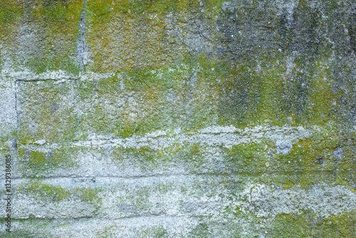 Texture of lichen and green moss on a concrete wall for the background.
