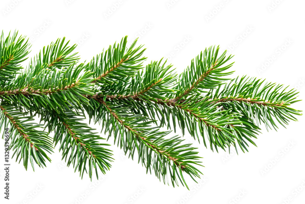 Evergreen branch with lush needles on transparent background Evergreen branch with lush needles on transparent background