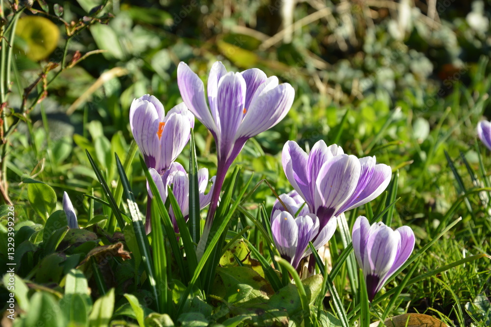 Crocus vernus Pickwick in spring, Spring crocus Pickwick with sunlight, with opening petals Crocus vernus Pickwick in spring, Spring crocus Pickwick with sunlight, with opening petals