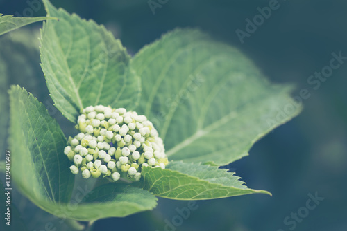White Annabelle hydrangea flowers in a German garden.