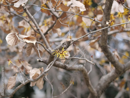 マンサクの花が咲いている photo