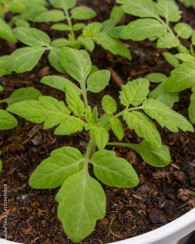 young green tomato plant