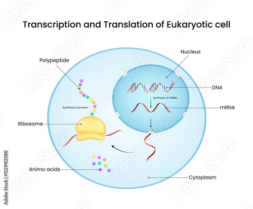 Transcription and Translation in Eukaryotic Cells Simplified Diagram