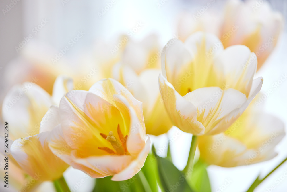 Obraz premium Bouquet of white and yellow tulips in a vase on the window. Delicate flowers for the holiday