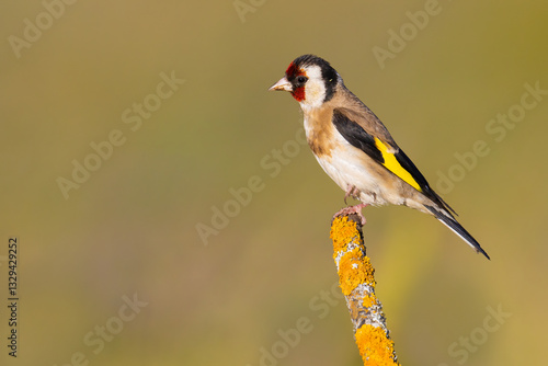 European Goldfinch on the branch