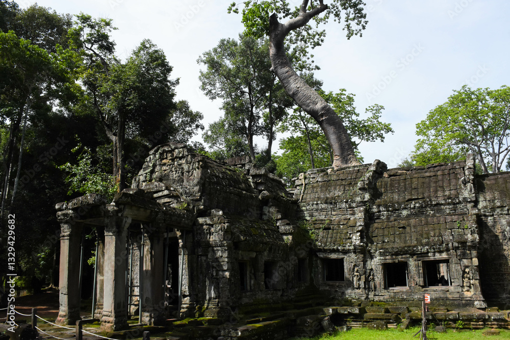 Obraz premium The Tombraider temple (Ta prohm) in Cambodia