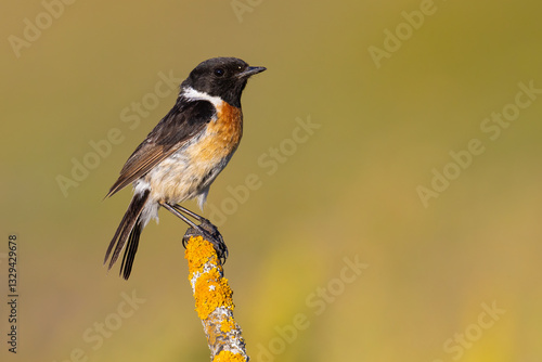 European Stonechat on the branch