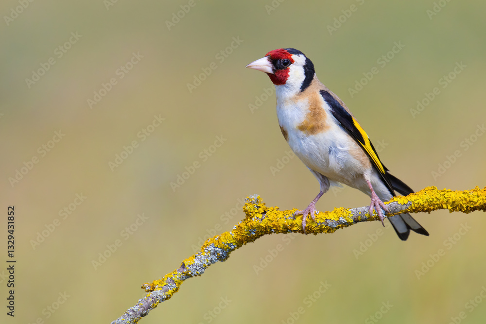 Obraz premium European Goldfinch on the branch