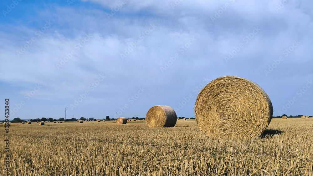 bales of straw lying in the harvested wheat field bales of straw lying in the harvested wheat field