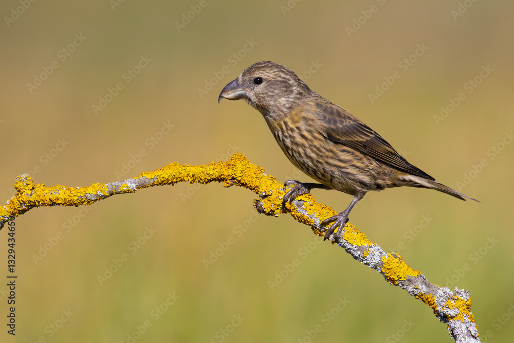 Red Crossbill on the branch
