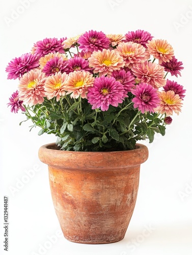 Wallpaper Mural Autumn Blooms: Vibrant Chrysanthemums in a Clay Pot Against a Clean White Backdrop Torontodigital.ca