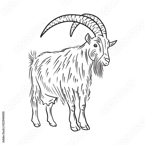 Realistic goat with long fur and big horns standing in black isolated on white. Hand drawn vector sketch illustration in doodle vintage line art style. Domestic farm animal with udder and milk