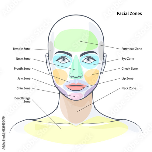 Facial cosmetic zones diagram. Health zones on the skin vector illustration