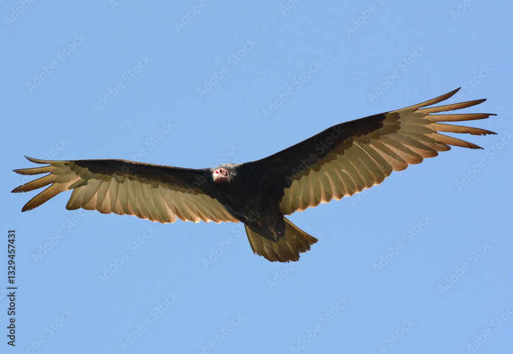 Fototapeta premium Turkey Vulture in Flight Wings Spread