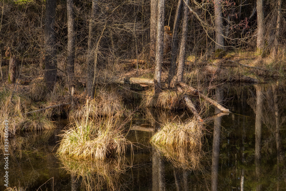 Zalew Czapielówka w Puszczy Knyszyńskiej, Podlasie, Polska