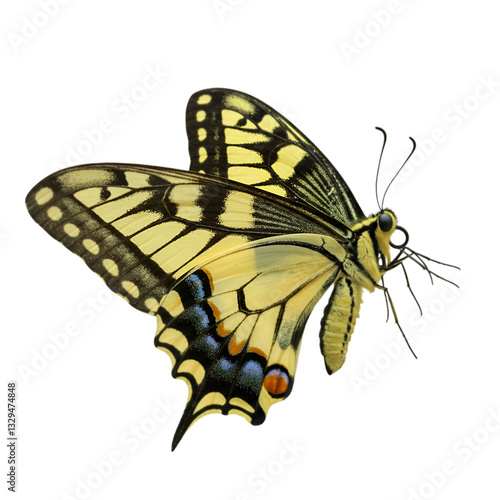 Detailed side view of a beautiful eastern tiger swallowtail butterfly
