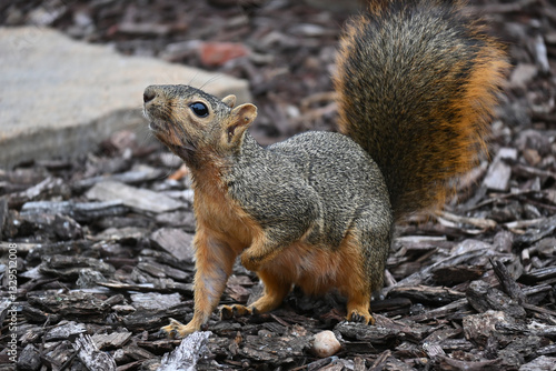 Cuadro en lienzo Fox Squirrel sniffing the air in an urban garden